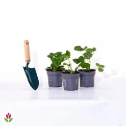 3 Fraisiers Remontants à Fleurs Roses Toscana -Fournitures De Jardin Soldes 2024 005240 wil qlp 005240 1 1705057941762