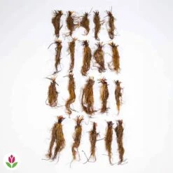 Fraisier Gariguette -Fournitures De Jardin Soldes 2024 005241 wil QLZ 005241 1 1703067805039