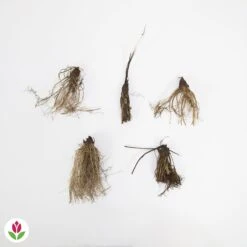 Marguerite Pourpre - Echinacée Pourpre -Fournitures De Jardin Soldes 2024 005339 wil QLZ 005339 1 1707227260591