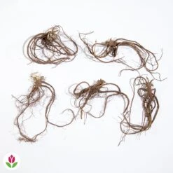 5 Saponaires Ocymoides -Fournitures De Jardin Soldes 2024 005343 wil qlz 26043 11 1708956855987