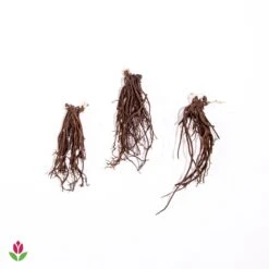 Hellébore Rose De Noël 9 Hellébore Rose De Noël -Fournitures De Jardin Soldes 2024 005430 wil qlh 89935 7 1708958473501