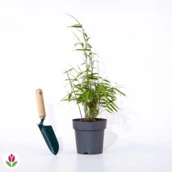 Bambou à Cannes Rouges Non-traçant -Fournitures De Jardin Soldes 2024 005863 wil QLZ 65447 1 1703082153760