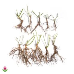 10 Rosiers Buissons En Mélange 6 10 Rosiers Buissons En Mélange -Fournitures De Jardin Soldes 2024 006070 wil qlz 006070 1 1709720618922