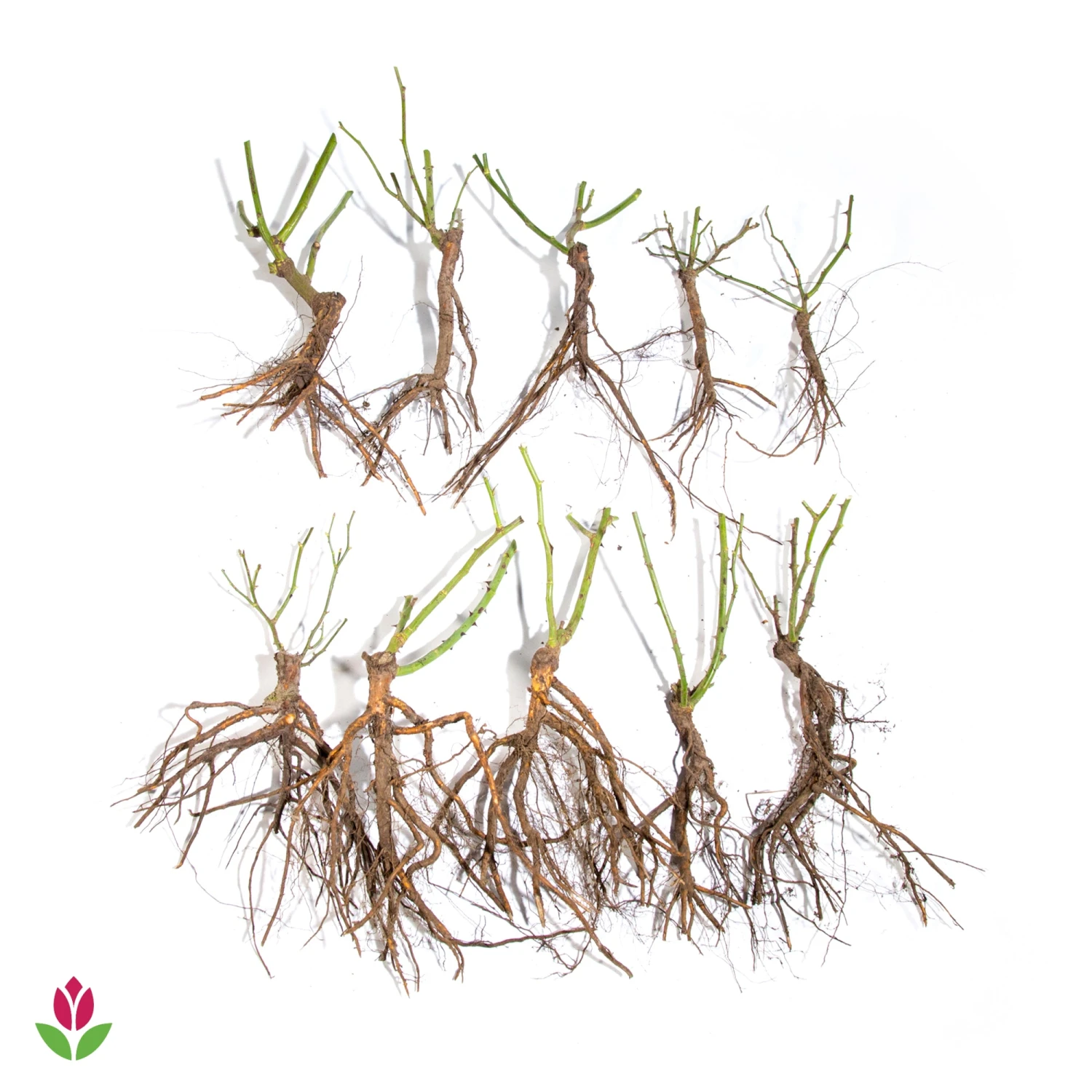 10 Rosiers Buissons En Mélange 3 10 Rosiers Buissons En Mélange – Image 3