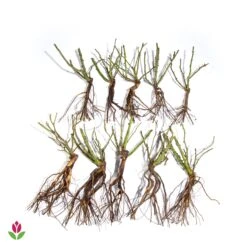 10 Rosiers Buissons En Mélange 7 10 Rosiers Buissons En Mélange -Fournitures De Jardin Soldes 2024 006110 wil qlz 006110 3 1709720484509