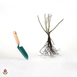 Rosier Grimpant Musimara -Fournitures De Jardin Soldes 2024 006161 wil qlr 100356 5 1709564355644