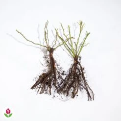 Collection De 2 Rosiers Lianes Immensee Blanc Et Petite Duchesse -Fournitures De Jardin Soldes 2024 006203 wil qlz 006203 1 1704380255062