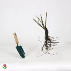 Rosier Buisson Lune Bleue 7 Rosier Buisson Lune Bleue -Fournitures De Jardin Soldes 2024 006246 wil QLZ 006246 1 1706710256788