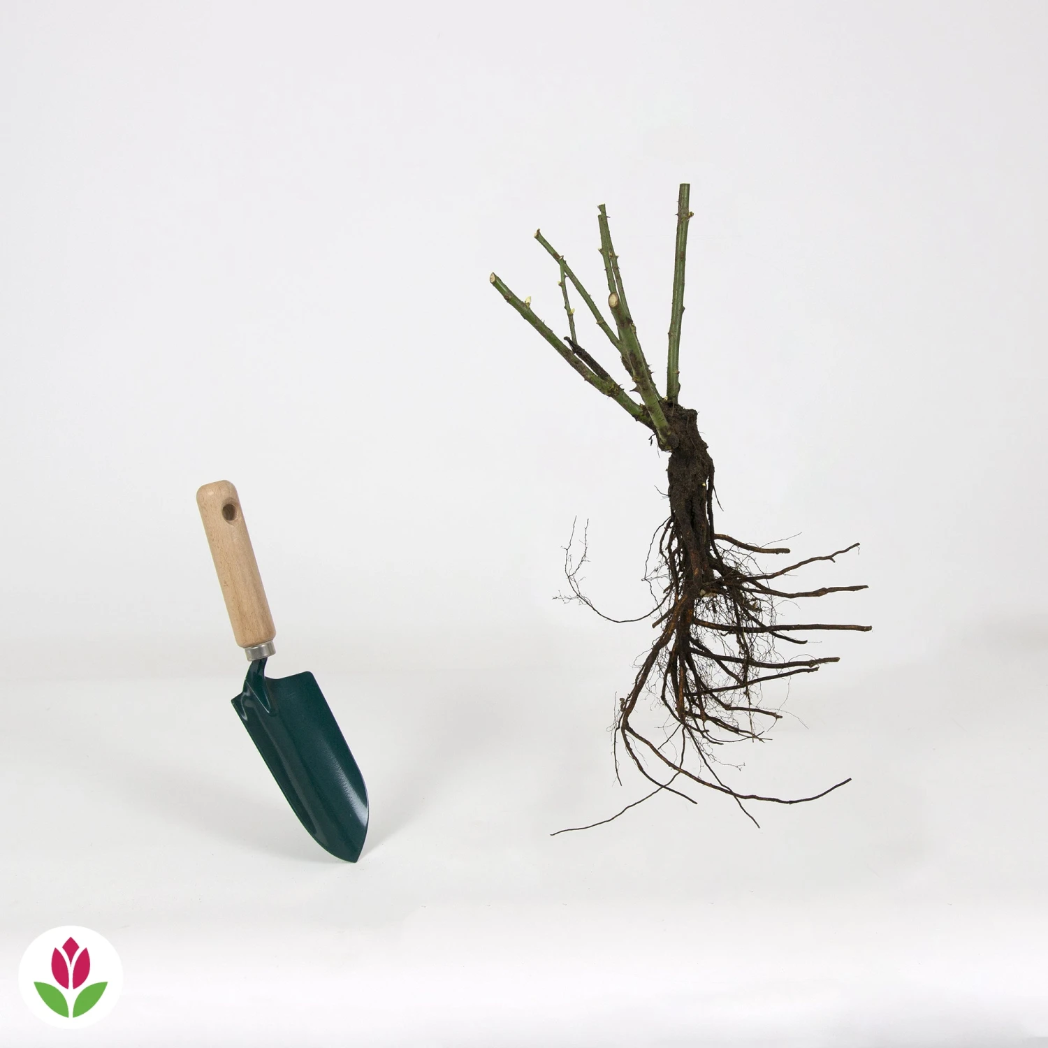 Rosier Buisson Lune Bleue 4 Rosier Buisson Lune Bleue – Image 4