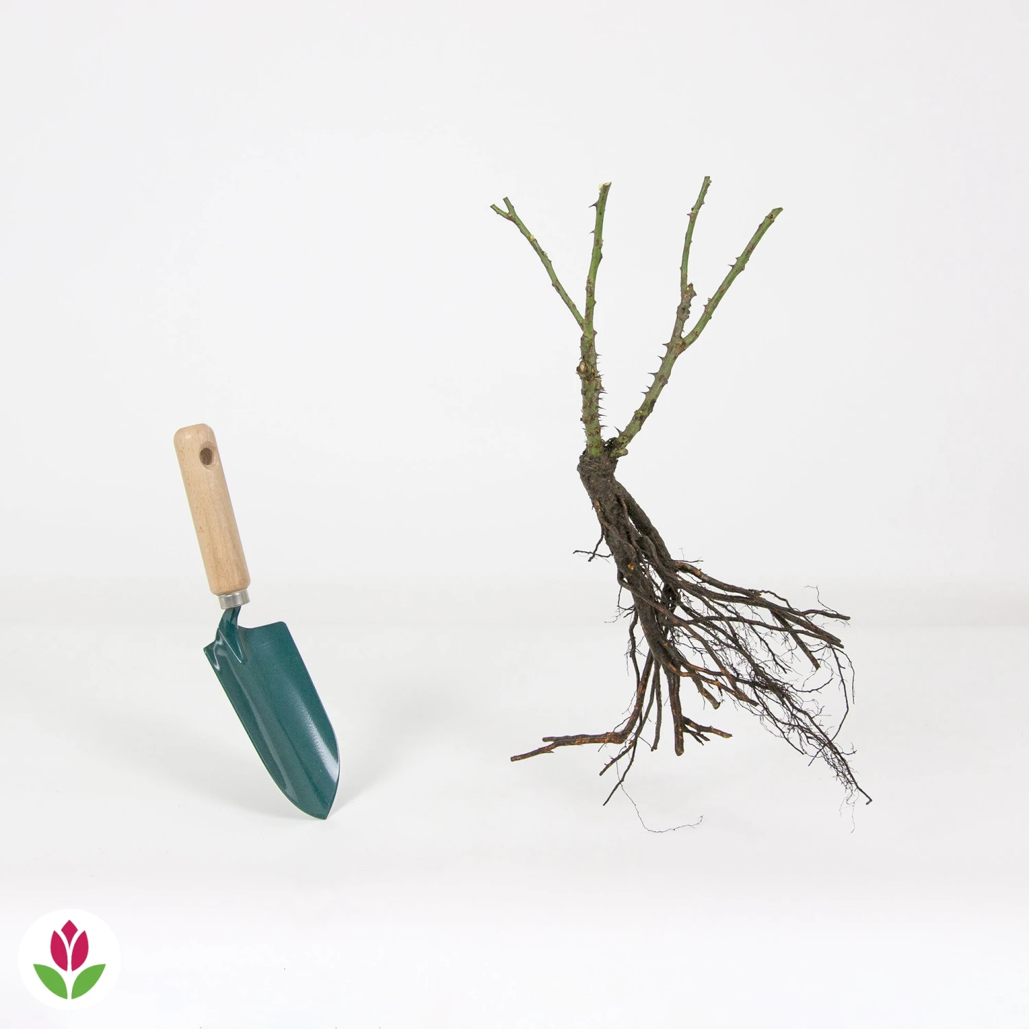 Rosier Buisson Double Delight 5 Rosier Buisson Double Delight – Image 5