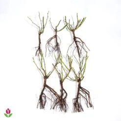 Rosier à Massif Lilli Marleen -Fournitures De Jardin Soldes 2024 006474 wil qlz 100380 6 1709719002119