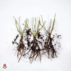 3 Mini-rosiers Randilla Jaune -Fournitures De Jardin Soldes 2024 006605 wil qlz 100374 1 1707230467715