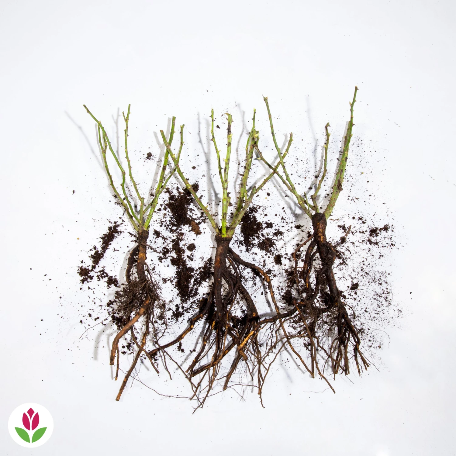 3 Mini-rosiers Randilla Rose 3 3 Mini-rosiers Randilla Rose – Image 3