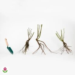 Rosier à Massif Lilli Marleen -Fournitures De Jardin Soldes 2024 006654 wil qlr 100380 4 1709719018993