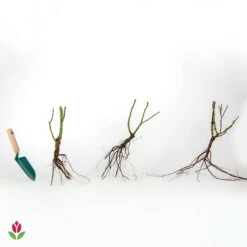 Collection De 3 Rosiers Buissons : Osiria, Famosa, Double Delight -Fournitures De Jardin Soldes 2024 006801 wil qlr 103765 8 1709630628627