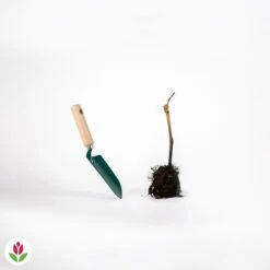 Vigne Muscat De Hambourg 9 Vigne Muscat De Hambourg -Fournitures De Jardin Soldes 2024 006861 wil qlh 100391 3 1706610897559