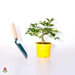 Citronnier Vulcan -Fournitures De Jardin Soldes 2024 006983 wil qlh 52747 5 1707484092206