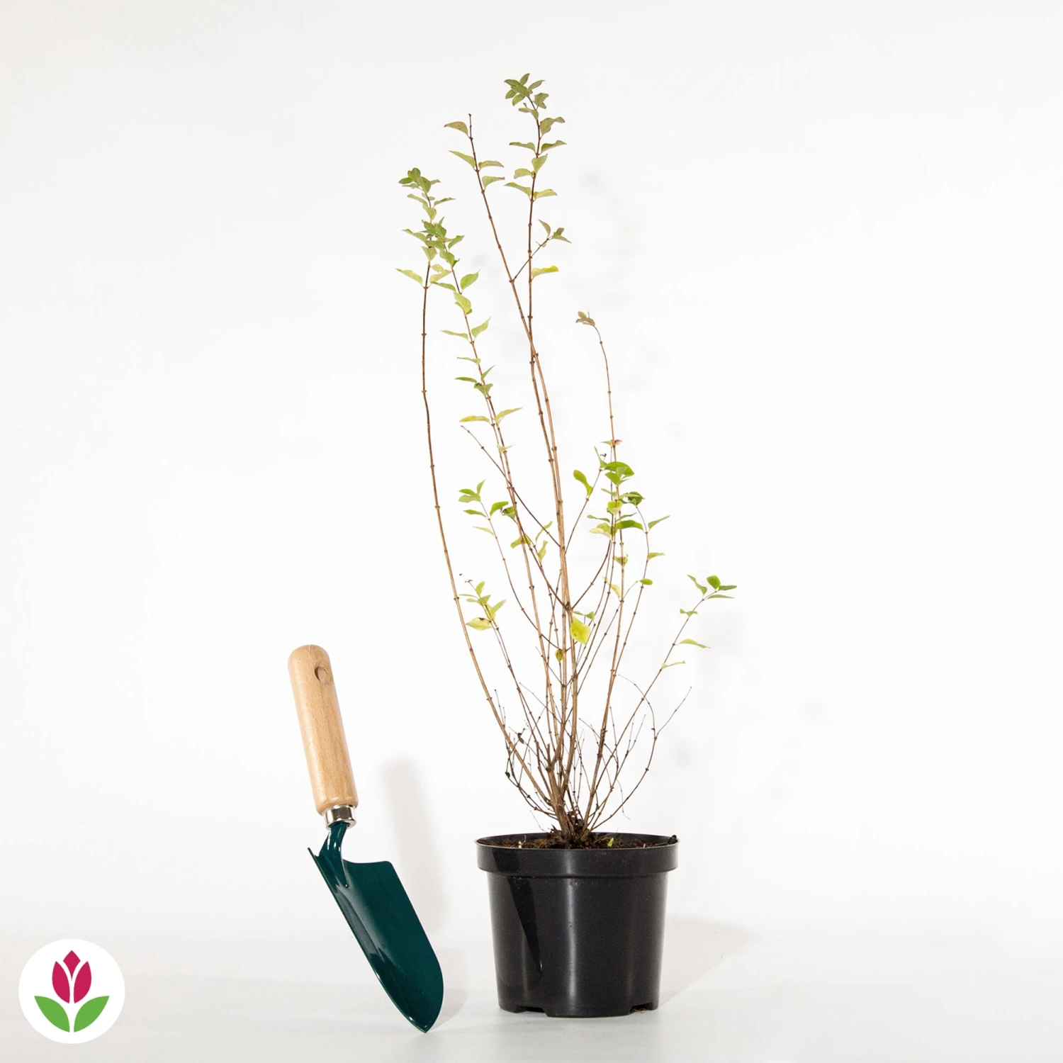 Symphorine Mother Of Pearl 2 Symphorine Mother Of Pearl – Image 2