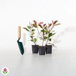 Haie De 3 Photinias Red Robin -Fournitures De Jardin Soldes 2024 007021 wil qlh 84853 11 1706611774461