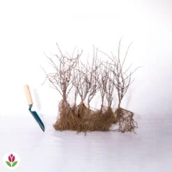 Haie De Berberis Rouges -Fournitures De Jardin Soldes 2024 007132 wil qlz 100420 2 1706612125373