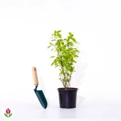 Seringat Virginal - Philadelphus -Fournitures De Jardin Soldes 2024 007213 wil qlp 007213 1 1705928356241