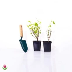 Seringat Virginal - Philadelphus -Fournitures De Jardin Soldes 2024 007242 wil qlp 007242 1 1705928541000