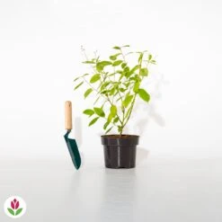 Céanothe Marie Simon -Fournitures De Jardin Soldes 2024 007397 wil qlh 100433 4 1706612690866