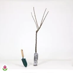 Mini-abricotier -Fournitures De Jardin Soldes 2024 007654 wil QLH 007654 1 1707227019638
