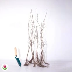 Haie De 10 Charmes 11 Haie De 10 Charmes -Fournitures De Jardin Soldes 2024 007827 wil qlz 112263 9 1707482803759