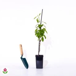 Mini-poirier Conférence 7 Mini-poirier Conférence -Fournitures De Jardin Soldes 2024 007969 wil qlp 71305 6 1707483789554