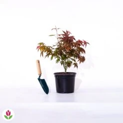 Erable Du Japon Shaina -Fournitures De Jardin Soldes 2024 007998 wil qlp 41787 7 1706888019929