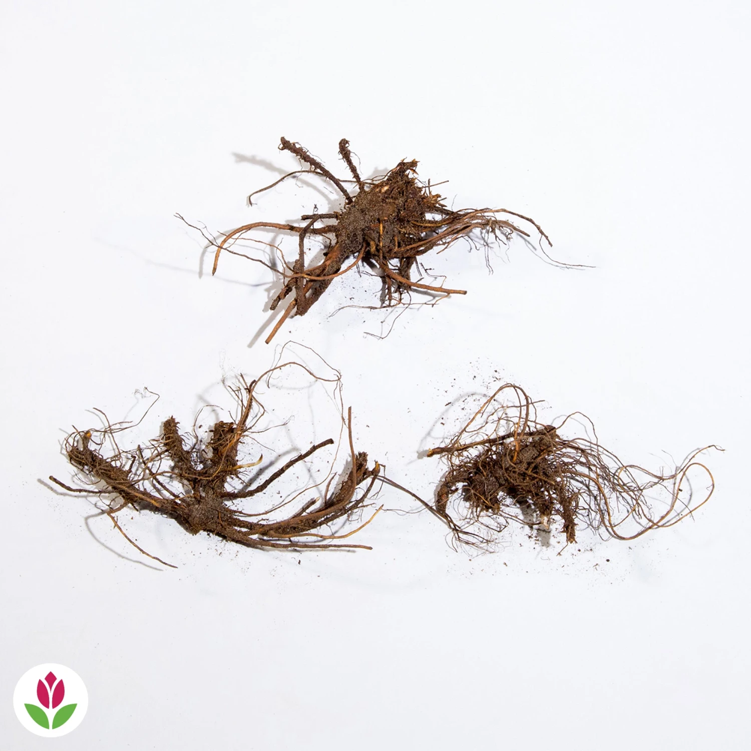 3 Géraniums Vivaces Striés 3 3 Géraniums Vivaces Striés – Image 3