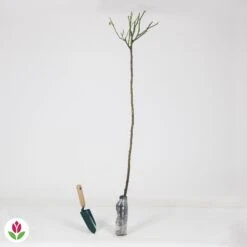 Rosier Sur Tige Korbin -Fournitures De Jardin Soldes 2024 010208 wil QLZ 010208 1 1707231147108