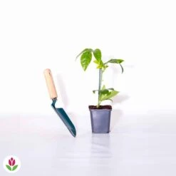 Fruit De La Passion Frederick -Fournitures De Jardin Soldes 2024 010746 wil QLH 010746 1 1703071690202