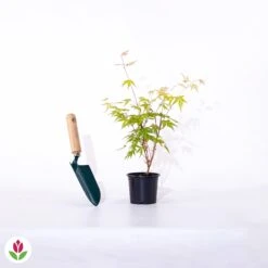 Erable Du Japon Rêve Orange -Fournitures De Jardin Soldes 2024 011669 wil qlp 011669 1 1705504848309