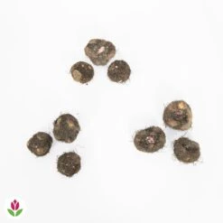 9 Bégonias Parfumées En Mélange -Fournitures De Jardin Soldes 2024 011712 wil QLZ 011712 1 1709717624705