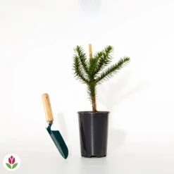 Désespoir Des Singes 7 Désespoir Des Singes -Fournitures De Jardin Soldes 2024 011790 wil qlh 11790 1 1704465864729