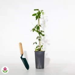 Akébia à Cinq Feuilles -Fournitures De Jardin Soldes 2024 012630 wil qlh 012630 1 1705924018371