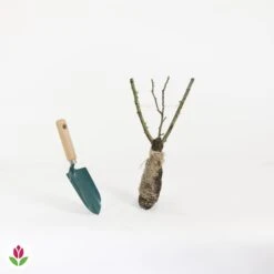 Rosier Buisson Souvenir De Baden Baden ® Korsouba 5 Rosier Buisson Souvenir De Baden Baden ® Korsouba -Fournitures De Jardin Soldes 2024 014208 wil QLH 14208 1 1707830882267