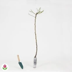 Rosier Pleureur Excelsa Sur Tige -Fournitures De Jardin Soldes 2024 014538 wil QLH 14538 1 1707830929164