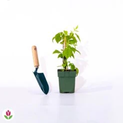 Framboisier Nain Et Compact Non Remontant Beauté Rubis ® 5 Framboisier Nain Et Compact Non Remontant Beauté Rubis ® -Fournitures De Jardin Soldes 2024 014920 wil qlp 100651 3 1708333211297