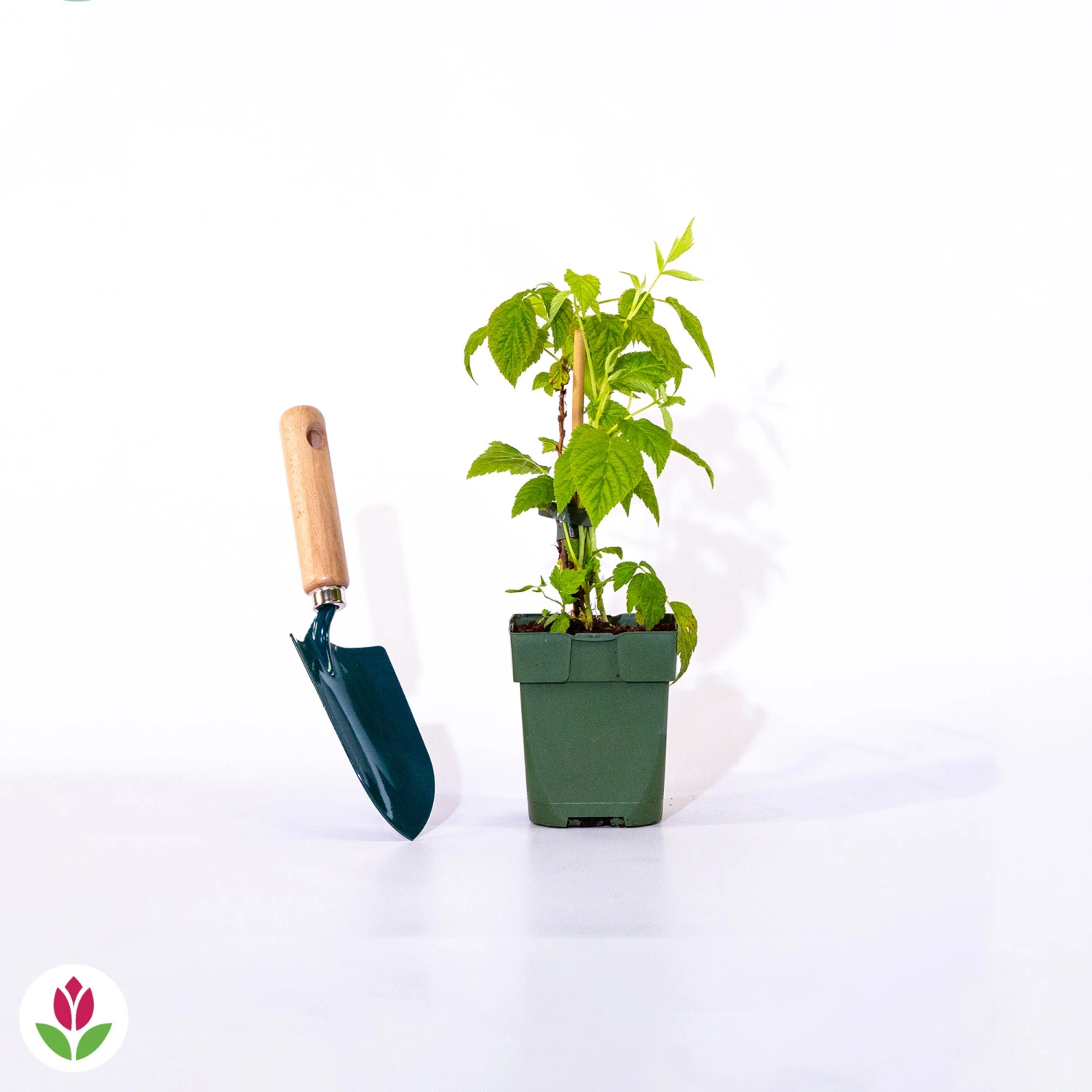 Framboisier Nain Et Compact Non Remontant Beauté Rubis ® 3 Framboisier Nain Et Compact Non Remontant Beauté Rubis ® – Image 3