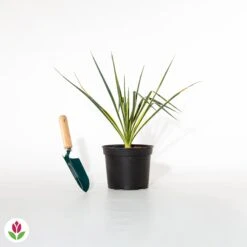 Yucca Panaché 5 Yucca Panaché -Fournitures De Jardin Soldes 2024 014923 wil qlh 014923 1 1705318510918