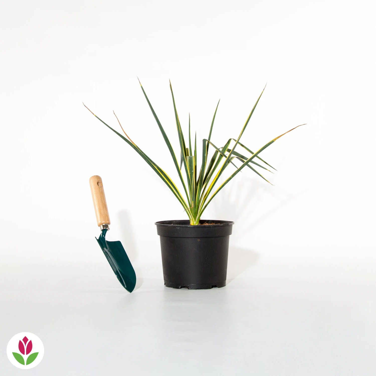 Yucca Panaché 3 Yucca Panaché – Image 3