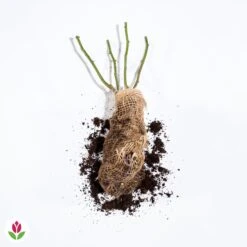 Rosier Anglais Charlie Ausgreen ® 5 Rosier Anglais Charlie Ausgreen ® -Fournitures De Jardin Soldes 2024 014958 wil qlh 100657 2 1708339336986