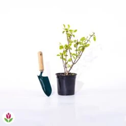 Hortensia Paniculé Fraise Melba® Renba -Fournitures De Jardin Soldes 2024 015270 wil qlp 100666 2 1707405053498