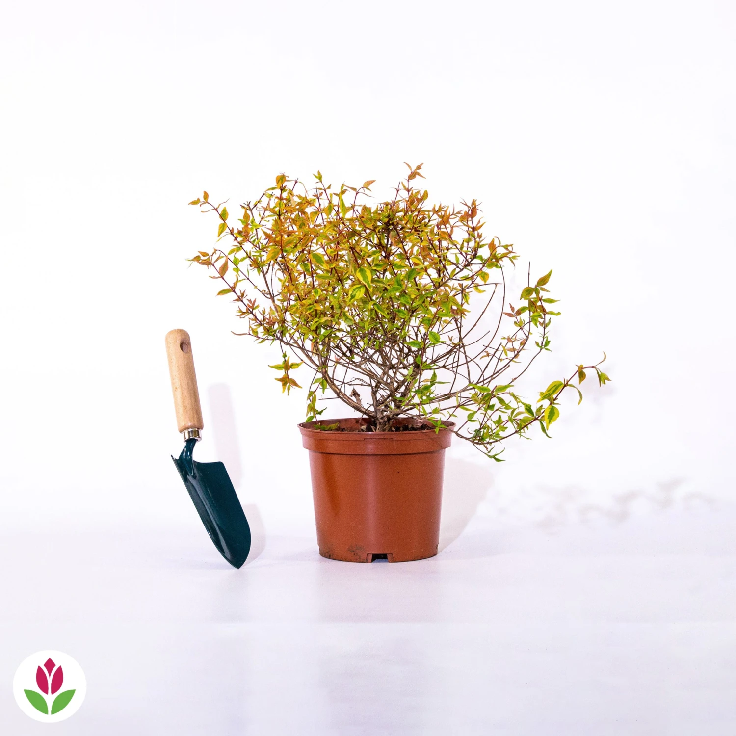 Abélia Kaleidoscope 5 Abélia Kaleidoscope – Image 5