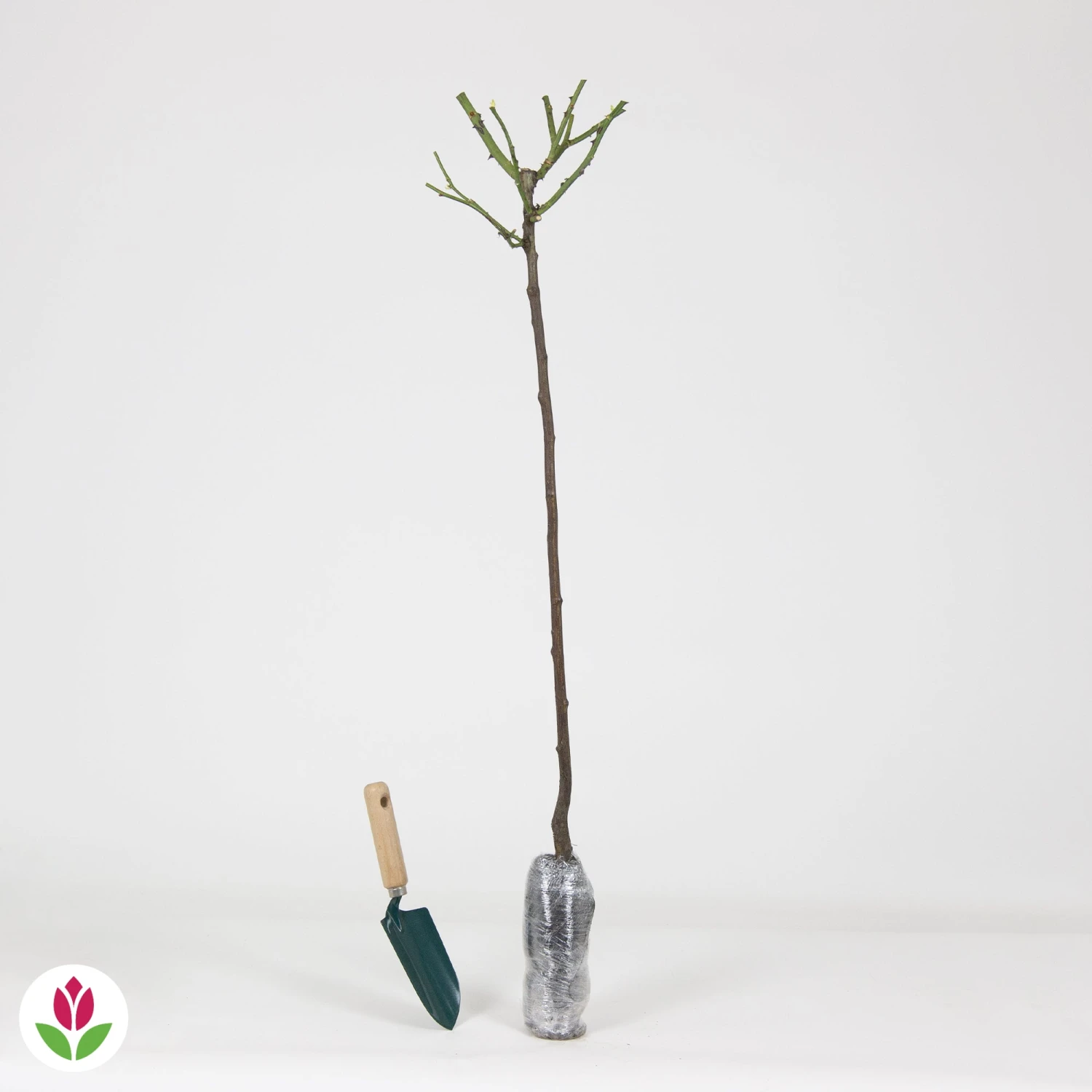 Rosier Sur Tige Ramona 2 Rosier Sur Tige Ramona – Image 2