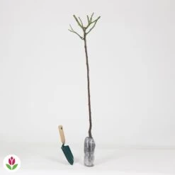 Rosier Sur Tige Korbin -Fournitures De Jardin Soldes 2024 015850 wil QLZ 015850 1 1707233175492