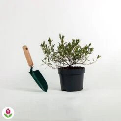 Laurier Des Montagnes 3 Laurier Des Montagnes -Fournitures De Jardin Soldes 2024 016499 wil qlz 100798 2 1706535990920